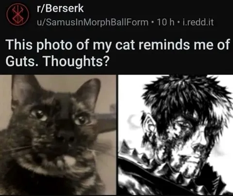 Cat Looks Like Guts