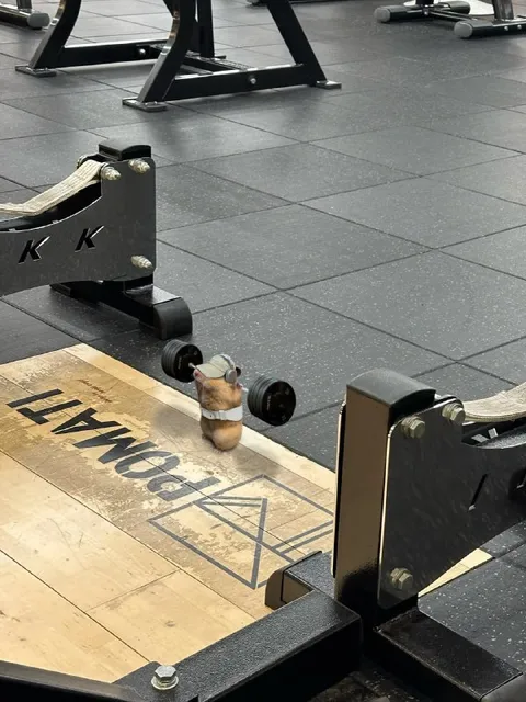 Tiny Mouse Lifts Heavy Weights