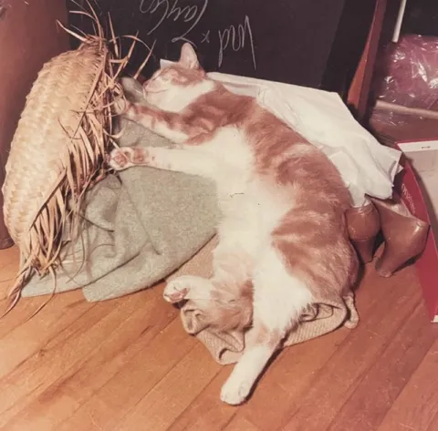 Кот растянулся на полу