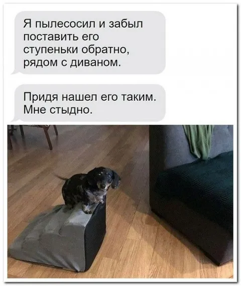 Собака на неправильной ступеньке