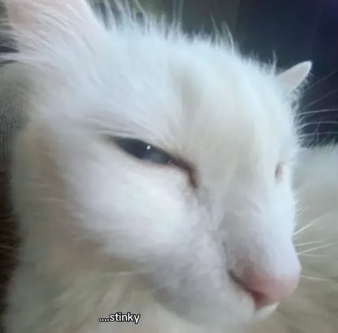 Stinky White Cat