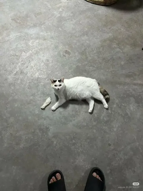 Кот рядом с рыбой