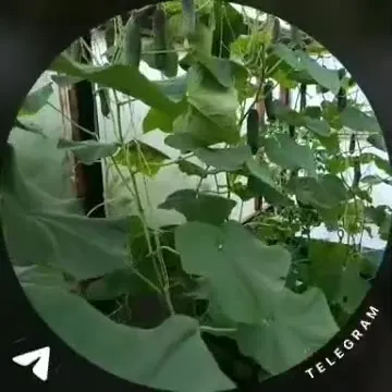 Мужчина ест огурец прямо с грядки