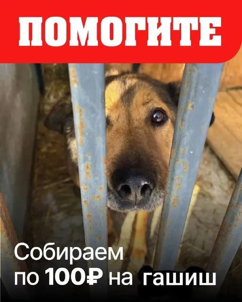 Помогите, собираем на гашиш