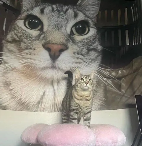 Кот на фоне огромного кота