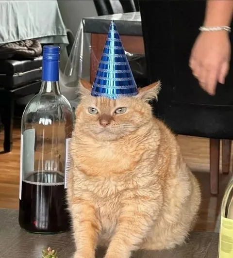 Кот на дне рождения