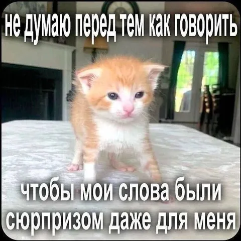 Котёнок говорит не думая