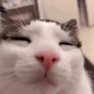 Воин достаёт кота из груди