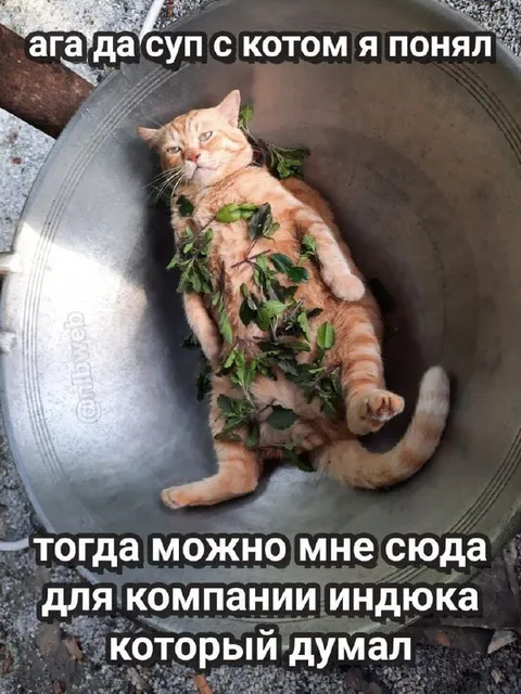 Суп с котом и индюком