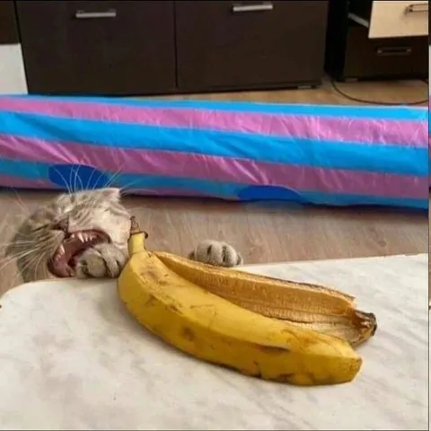 Кот яростно кусает банан