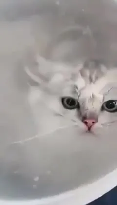 Котёнок в ведре с водой