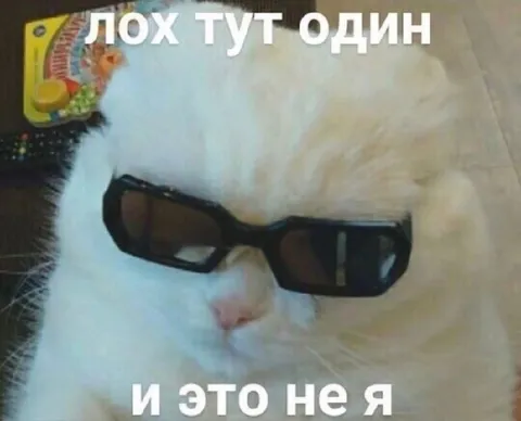 Кот в очках не лох