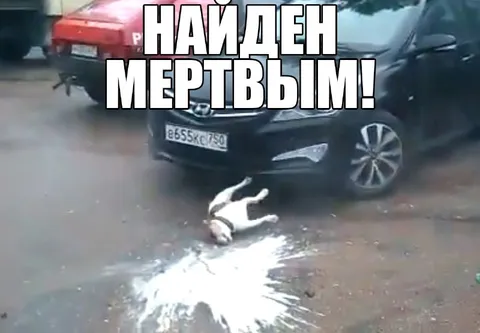 Найден мертвым у машины