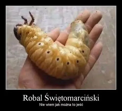 Robal świętomarciński na dłoni