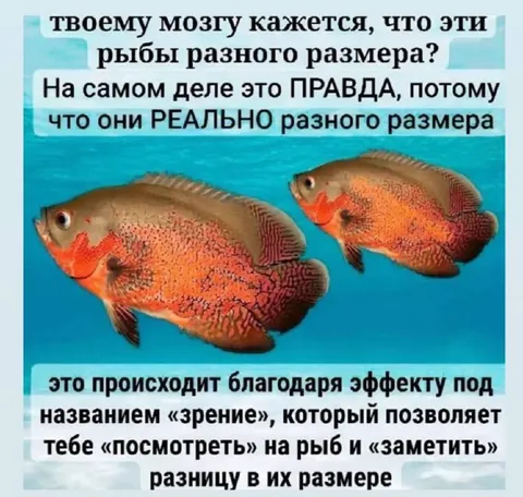 Рыбы реально разного размера