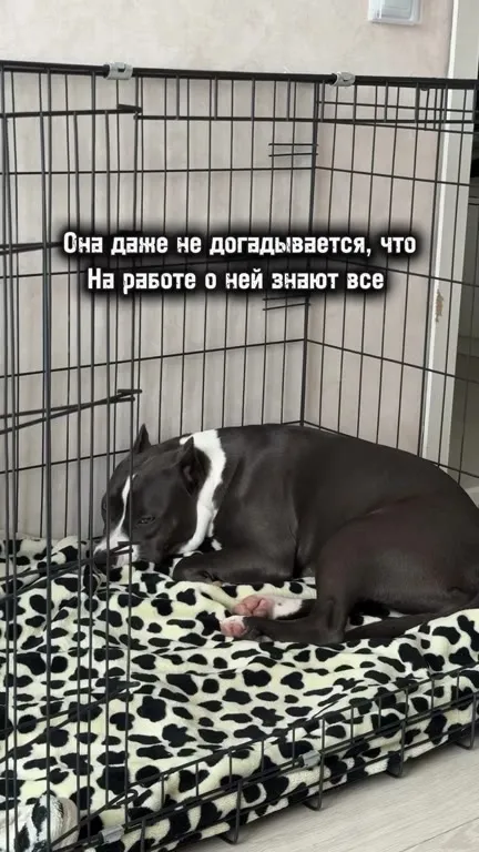Собака о любимой девушке