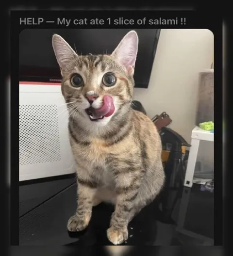 Cat Ate One Slice of Salami