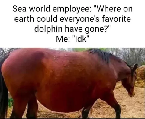 Where Did the Dolphin Go?
