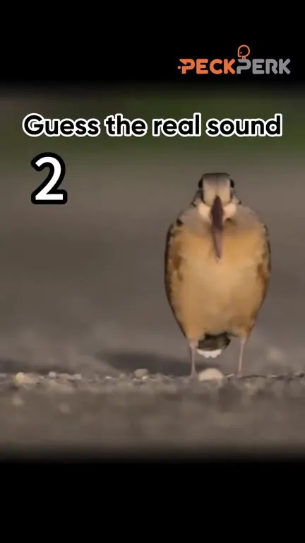 Guess the Real Bird Sound