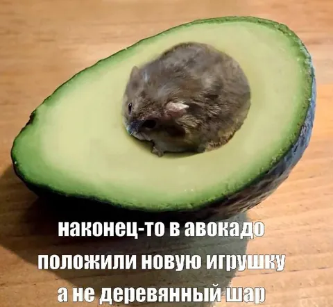 Мышь получила новую игрушку