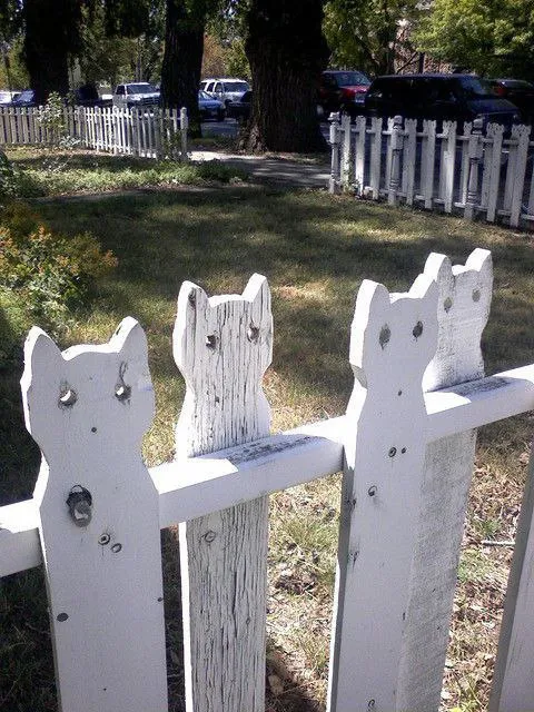 Котики на заборе