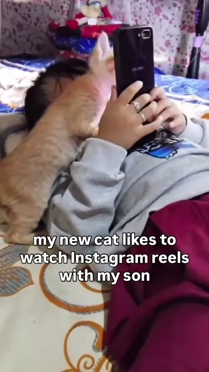 Cat Watches Reels With Boy