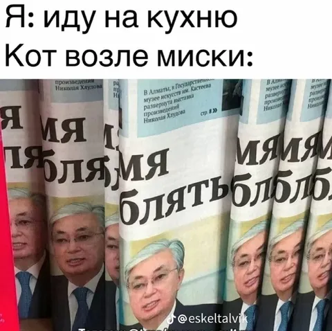 Кот у миски с Токаевым