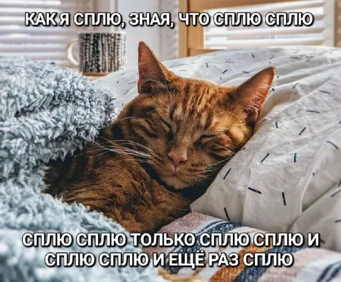 Кот, который бесконечно спит