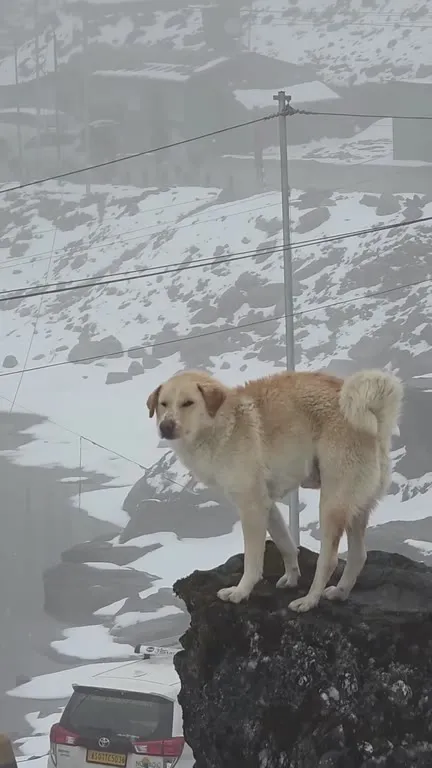 Собака спускается в снег