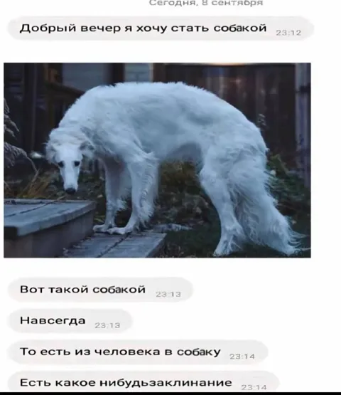 Хочу стать собакой