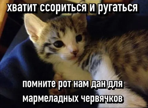 Котёнок призывает не ругаться