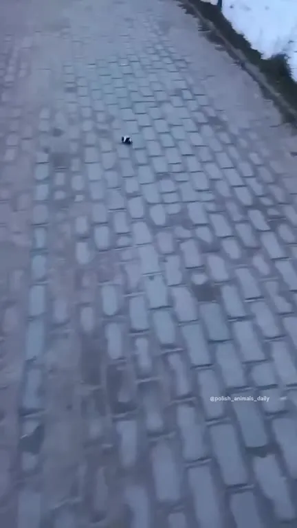 Мышь, похожая на корову