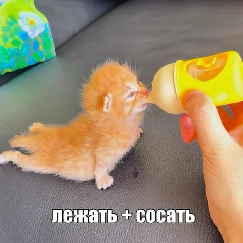 Лежать плюс сосать