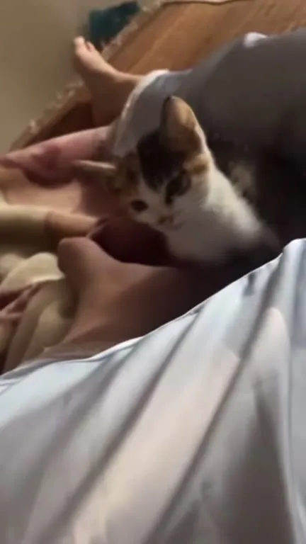 Котик внезапно открывает огонь