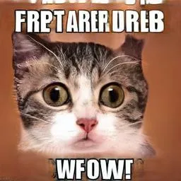 Confused Cat Gibberish