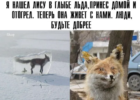 Нашёл лису и отогрел дома