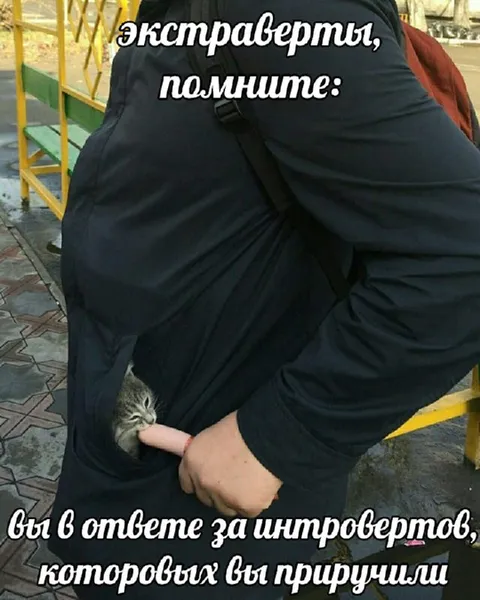 Экстраверты и прирученные интроверты