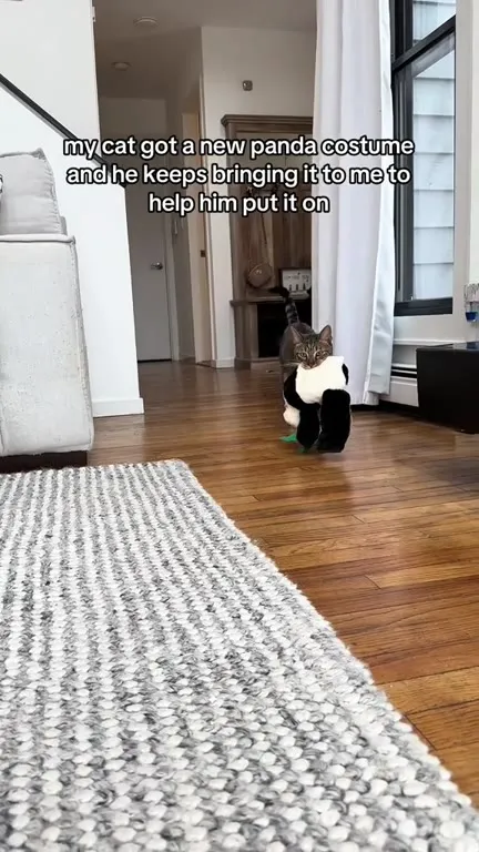Cat Brings Panda Costume