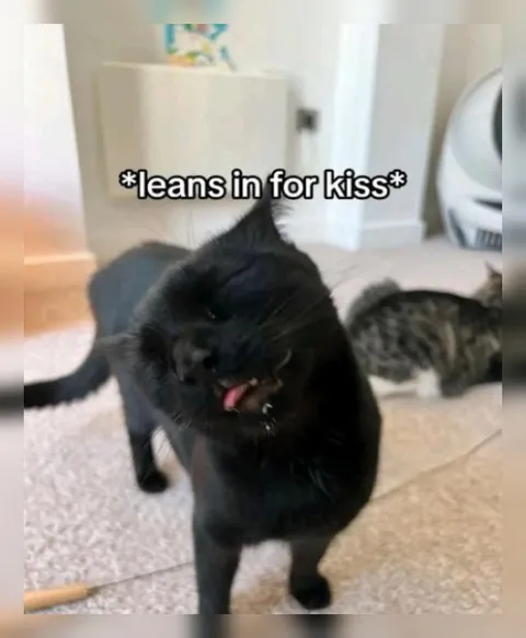 Cat Leans In for a Kiss