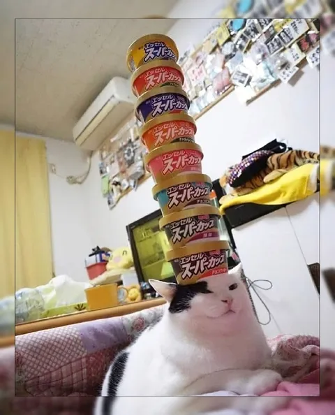 猫がアイスを積み上げる