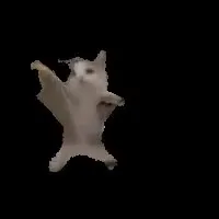 Танцующий кот в темноте