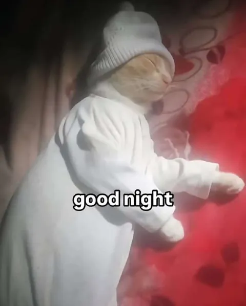 Cat Says Good Night
