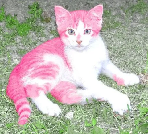 Розовый котёнок на траве