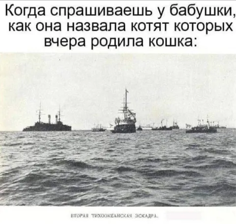 Бабушка назвала котят эскадрой