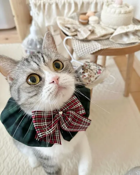 Кот в клетчатом банте