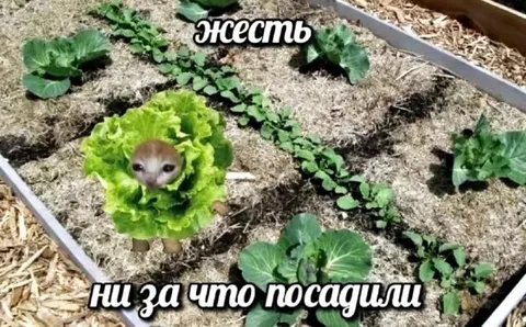 Ни за что посадили