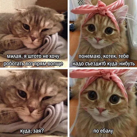 Кот не хочет работать