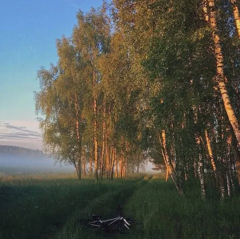 Велосипед в берёзовой роще