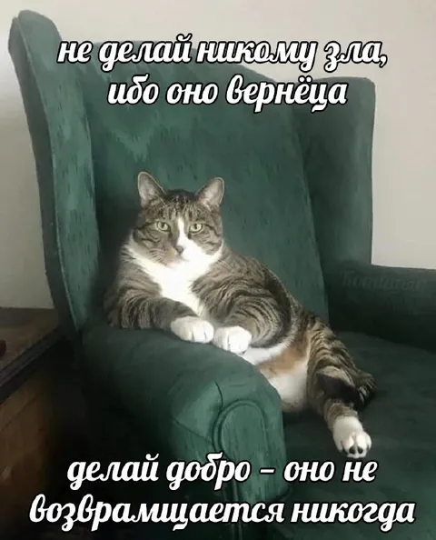 Кот, который всё помнит
