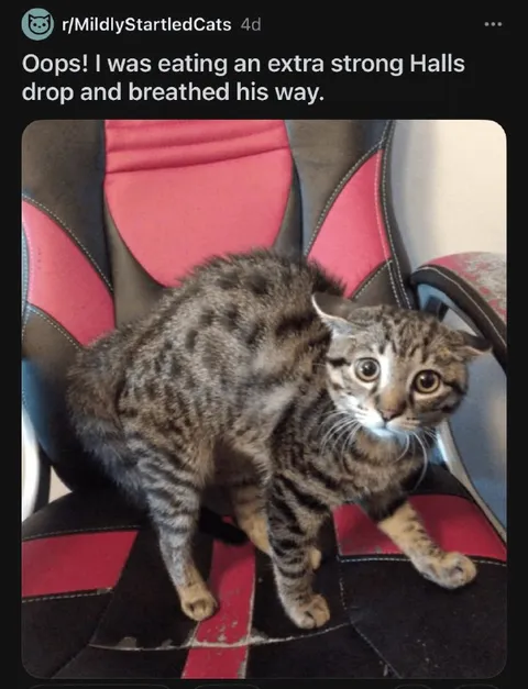 Cat Breathes Halls Mist
